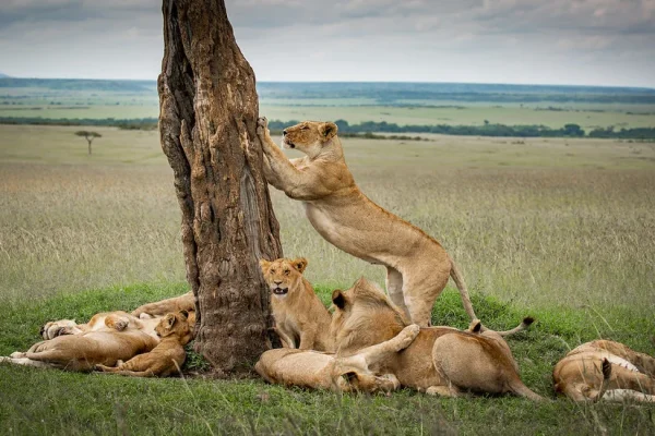 Spotted Lions at Serengeti