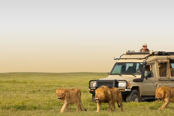 Three Lions Vs Safari Jeep at Serengeti