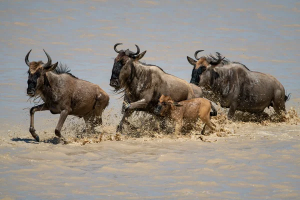 Three Wildbeest and Calf across Mara River