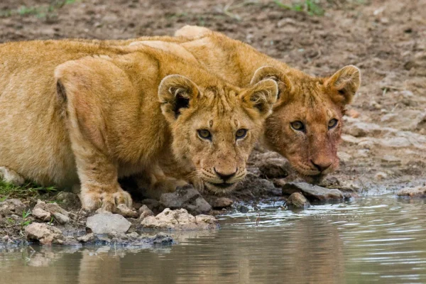 Two Cute Lion Drinking water at Serengeti National Park