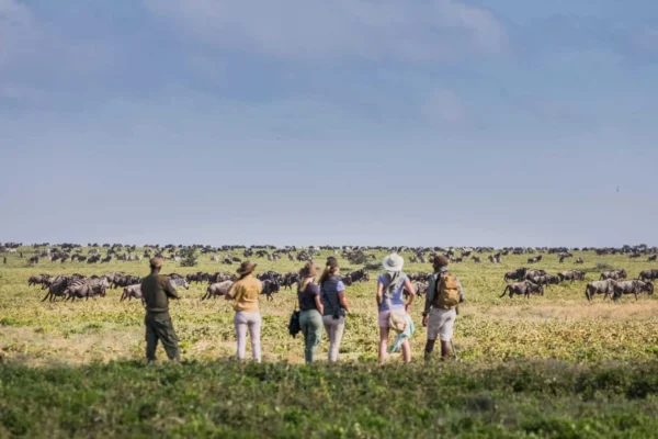 Walking Safari During Calving Season