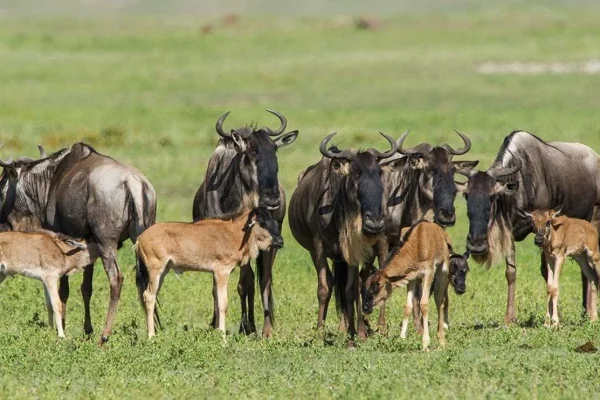 Wilbeest & Calves During Calving Season