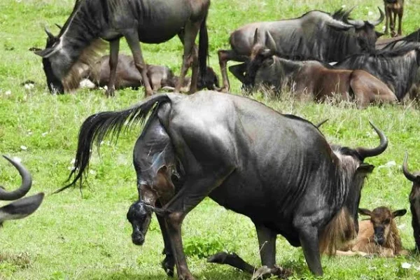 Wilbeest Giving Birth during Calving Season