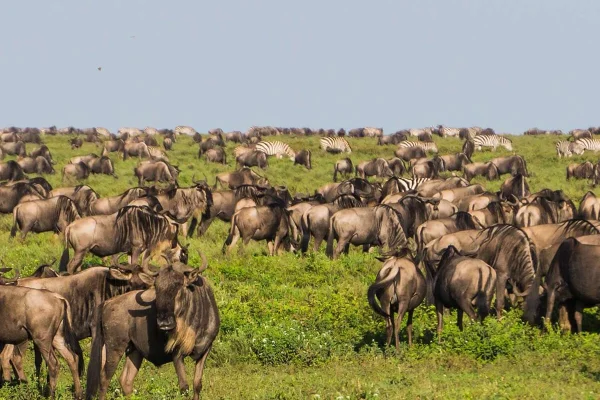 Wildbeest Calving Ndutu area