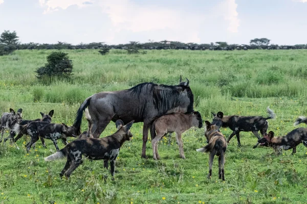 Wildbeest Surrounded by Wild Dogs During Calving season