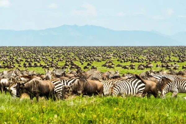 Wildbeest and Zebra at Ndutu Plain