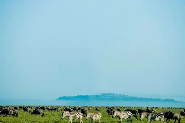 Wildbeest at Ndutu Plains
