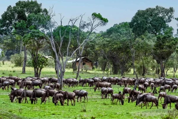 Wildbeest at Ndutu area