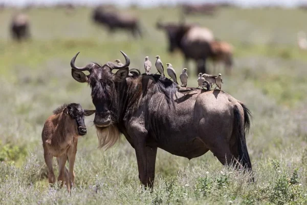 Wildbeest at Ndutu area During Calving Season
