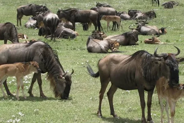 Wildbeest with Calves at Ndutu area