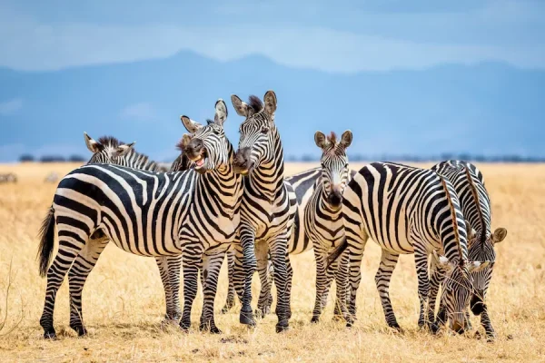 Zebra-Tarangire