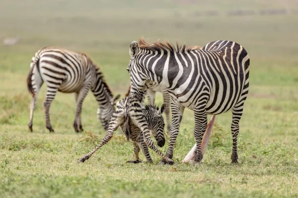Zebras During Calving Season