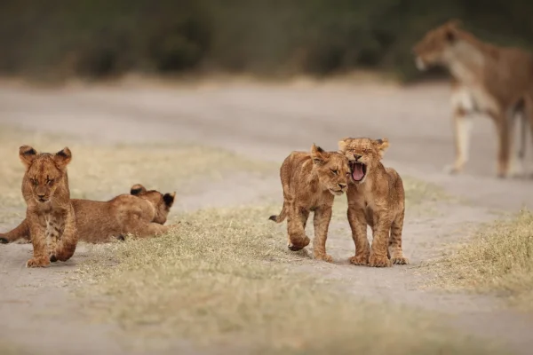 african-lion-at Serengeti National Park