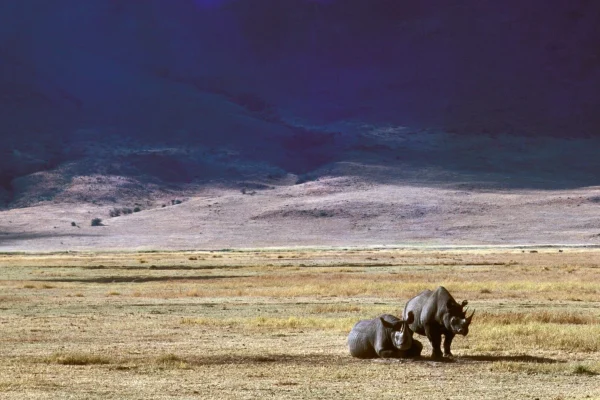 beautiful-shot-two-rhinos-dry-grassy-field-at Ngorongoro Crater
