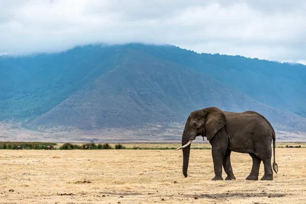 closeup-shot-cute-elephant-walking at Ngorongoro Crater