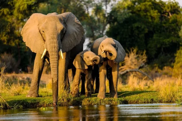 closeup-shot-elephants-standing Tarangire River