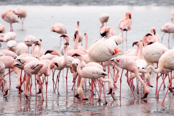 flock-pink-flamingos-spotted at Lake Manyara