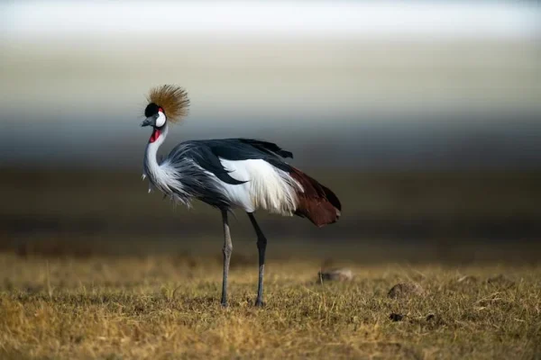 grey-crowned-crane Shots From Ngorongoro Crater