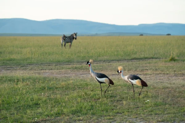 grey-crowned-crane at Ngorongoro Crater