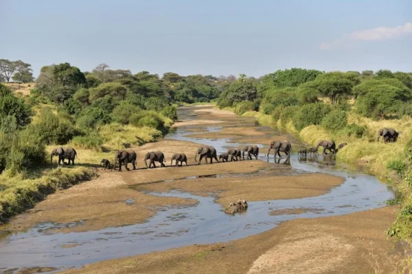 herd-elephants-africa-walking-through-grass- Tarangire National Park