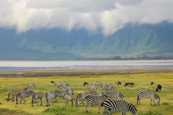 herds-zebras-ngorongoro-crater