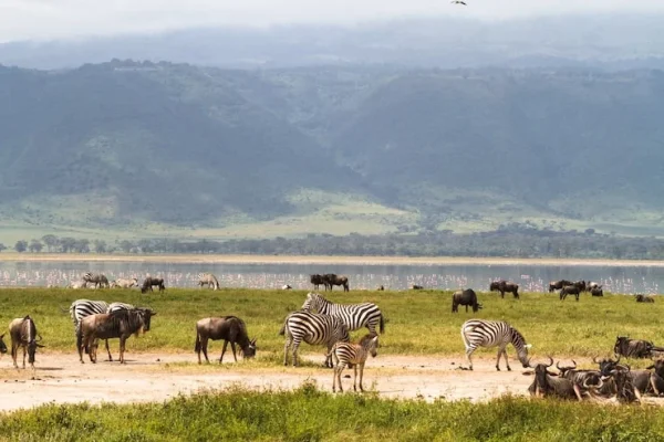 landscape-ngorongoro-crater-herds-herbivores-
