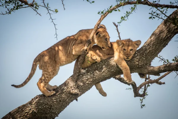 lion-cub-climbs-past-another-branch at Lake Manyara National Park