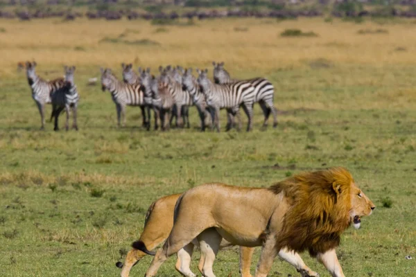 lion-lioness-Serengeti National Park