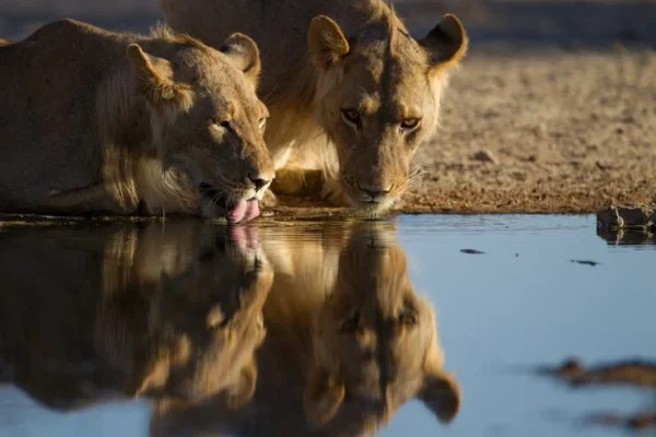reflection-lionesses-drinking-water-