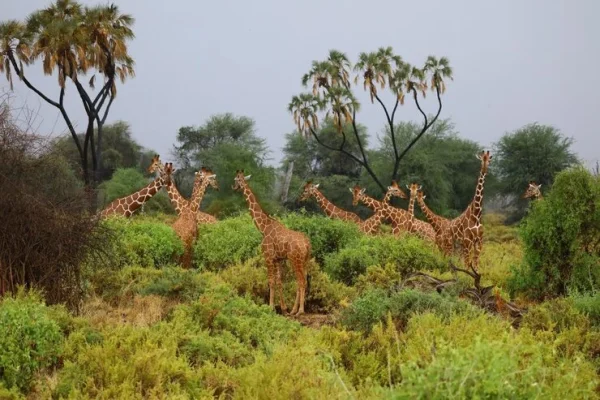 tower-giraffes-gathered-around-bushes