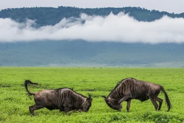 two-male-wildebeest-fight-with-each other -Ngorongoro Crater