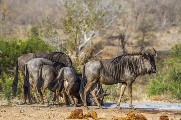 wildbeest Walking around at Tarangire National Park