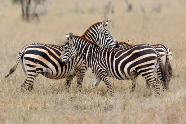 zebra - Tarangire National Park