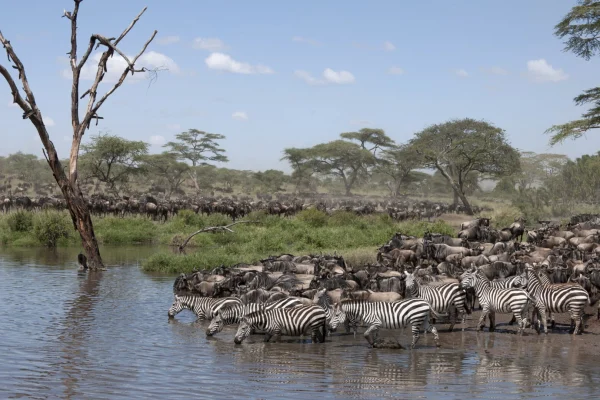 zebras & wildebeest at -serengeti